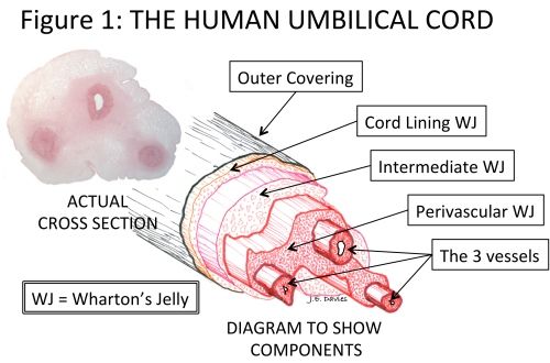 Umbilical cord in human