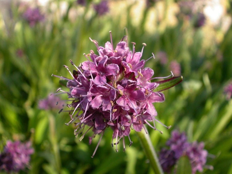 Jatamasi flower