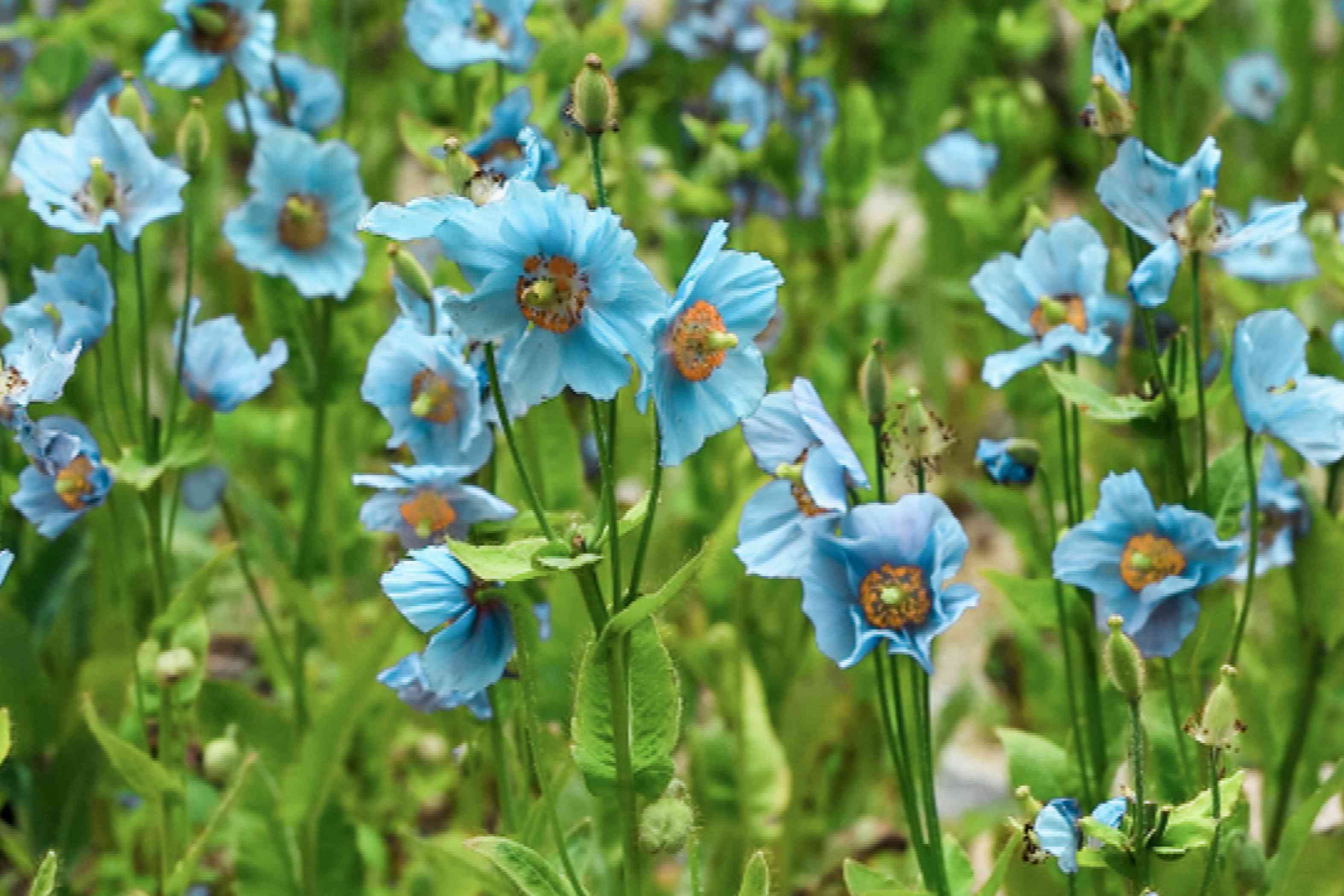 Himalayan Blue Poppy Plants with Flowers