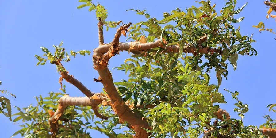 Boswellia Indian Frankincense Tree