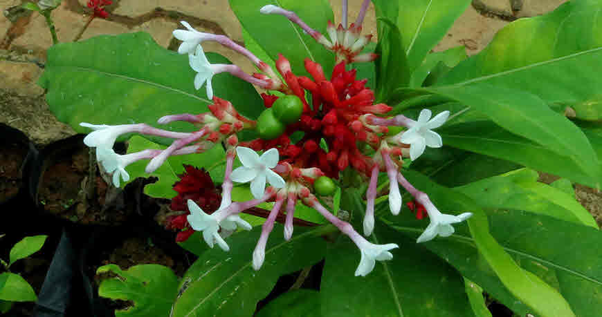 Sarpagandha Plant