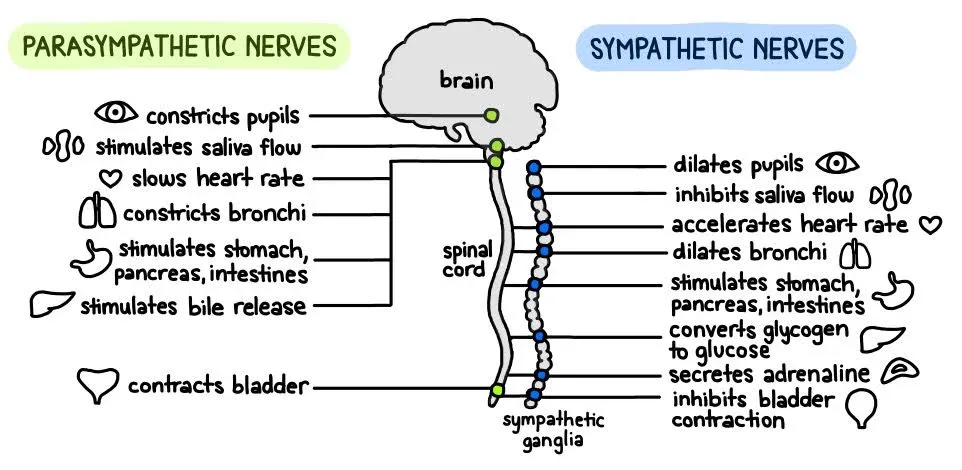 PNS and SNS Nervous System