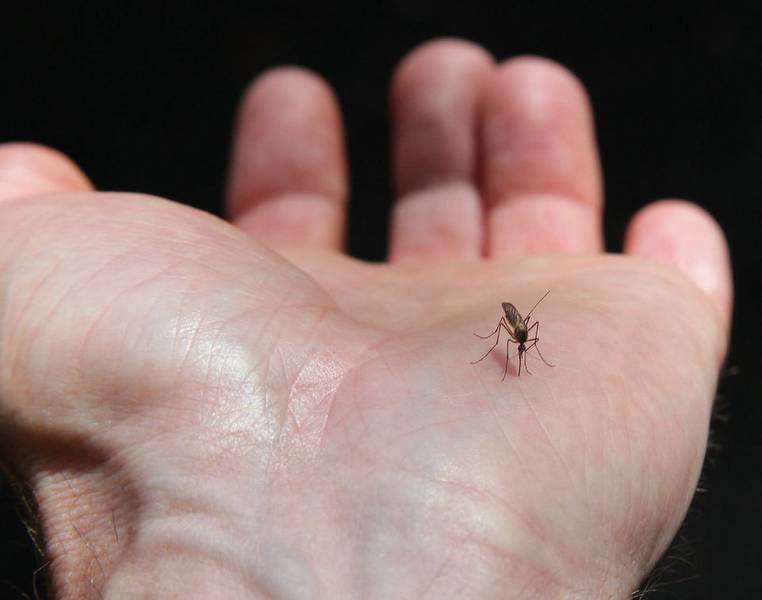 mosquito biting on the hand palm