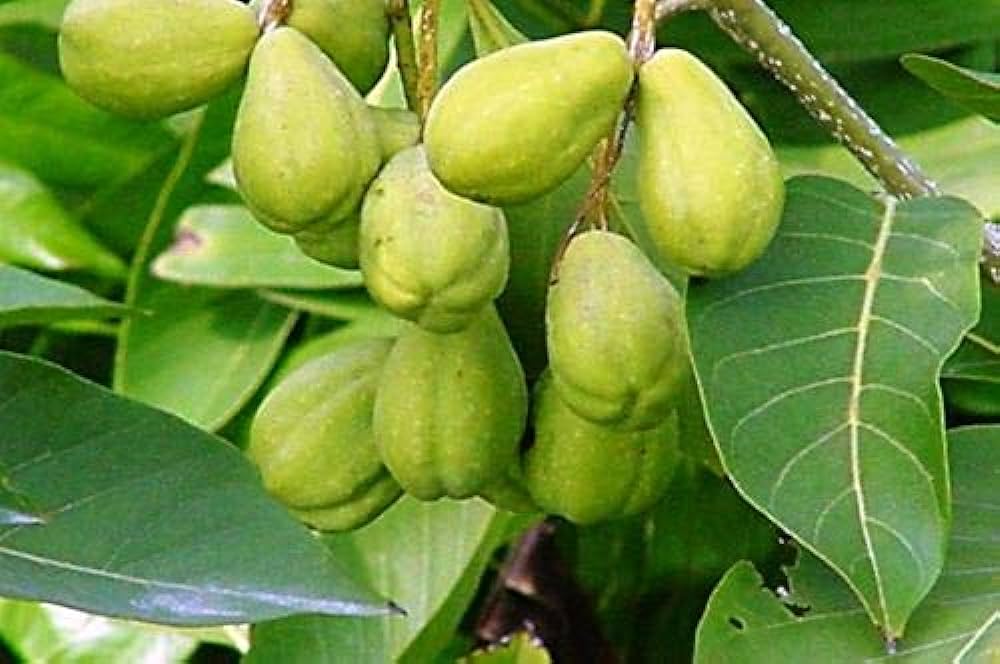 Haritaki/Harad (Myrobalan Fruit) Powder Benefits in English