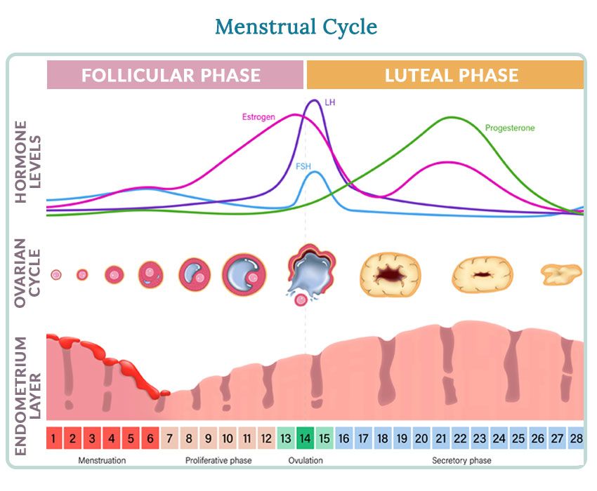 How To Treat Irregular Menstrual Cycle- 17 Ways