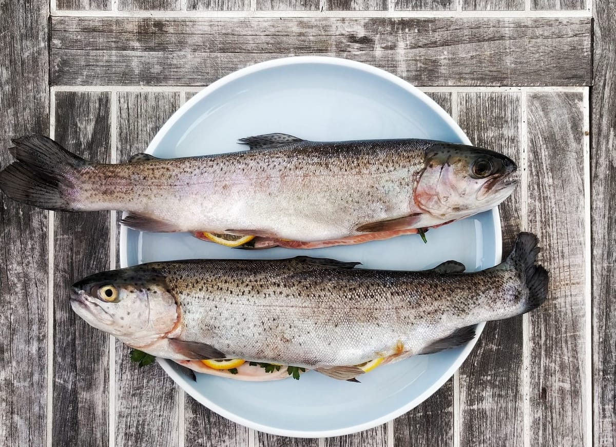 Fish Nutrition for Healthy Eyes: Ocular Wellness