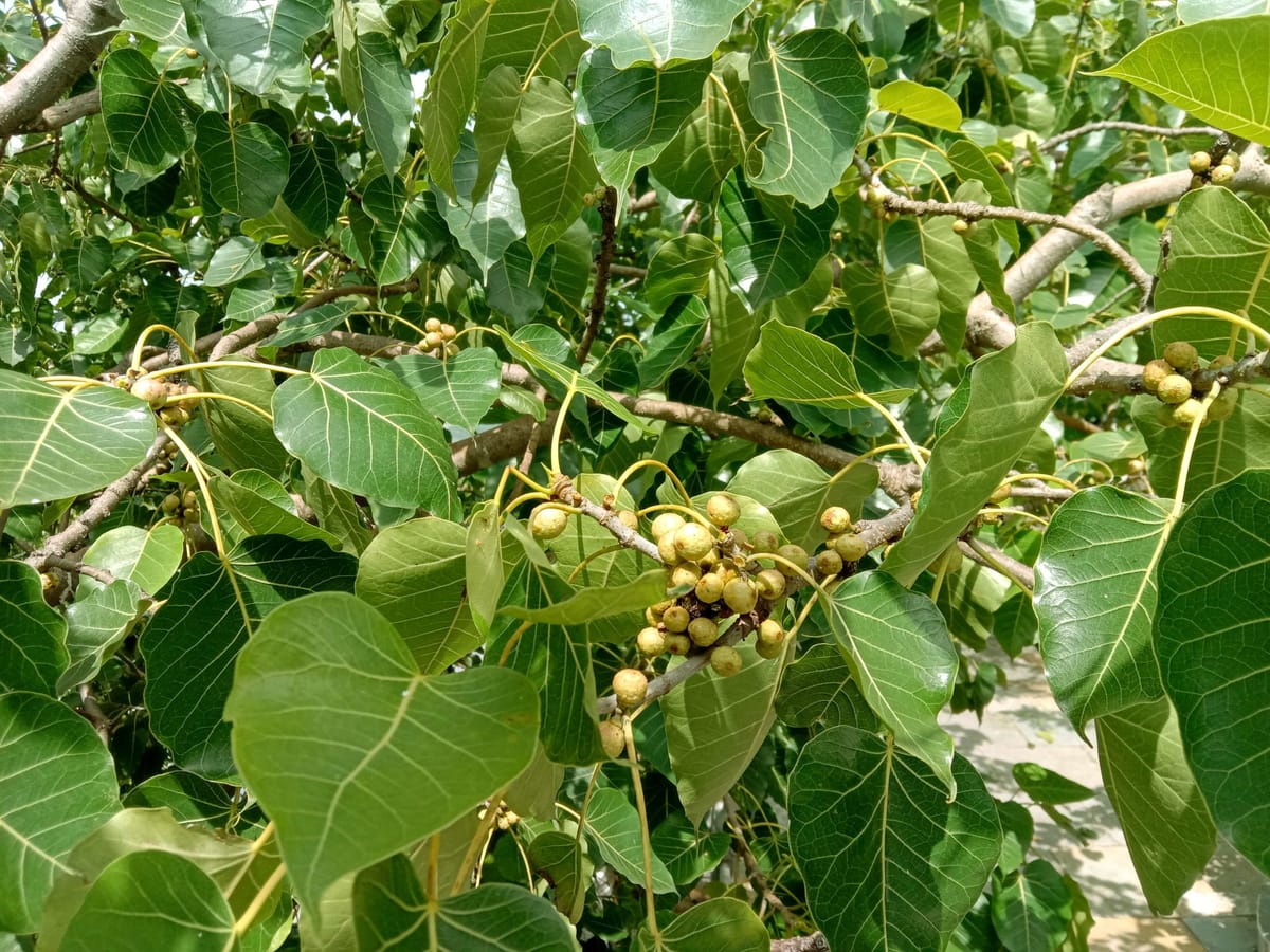 Peepal Leaves and Fruits for Fertility: Unveiling Nature's Secret!