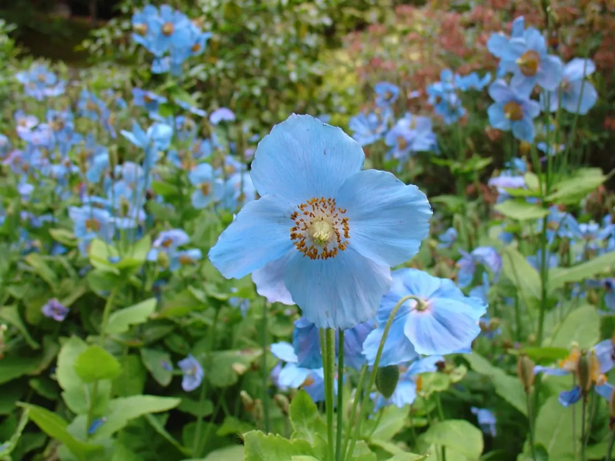 Himalayan Blue Poppy: Secret Herb Treasure of  Nature- A Complete Guide!