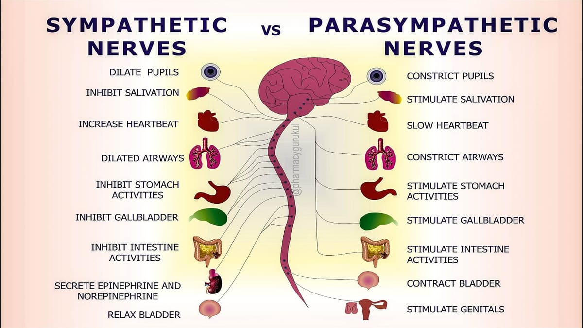 Parasympathetic Nervous System and Sympathetic Nervous System: Understanding the Balance for Optimal Well-Being!