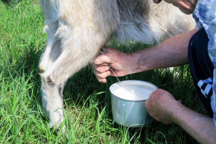 आरोग्यदायक बकरी के दूध के फायदे: स्वास्थ्य के लिए प्राकृतिक और पोषक विकल्प।