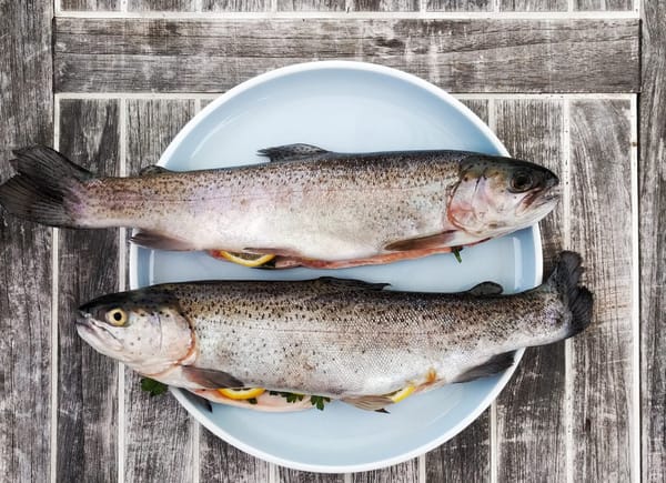 Fish Nutrition for Healthy Eyes