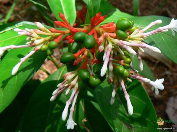 Sarpagandha Plant