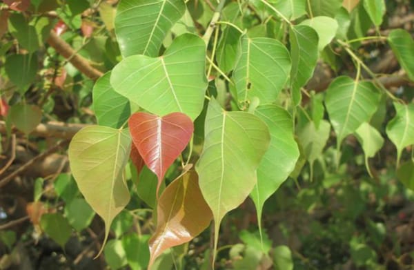 peepal tree fresh leaves